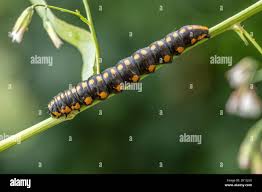 Attēlu rezultāti vaicājumam “Cucullia lucifuga”