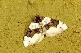 Attēlu rezultāti vaicājumam “Cosmorhoe ocellata”