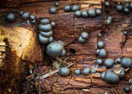 Attēlu rezultāti vaicājumam “Lycogala flavofuscum spores”