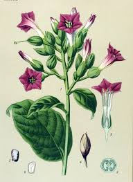 Attēlu rezultāti vaicājumam “Nicotiana tabacum flower”