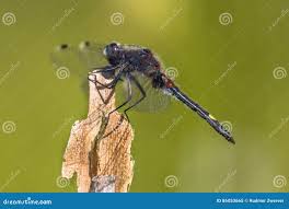 Attēlu rezultāti vaicājumam “Leucorrhinia pectoralis”
