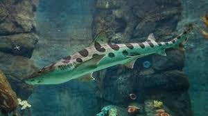 Image result for Triakis megalopterus