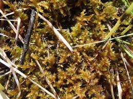 Attēlu rezultāti vaicājumam “Drepanocladus aduncus”