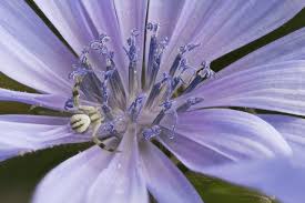 Attēlu rezultāti vaicājumam “Cichorium intybus”