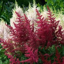 Image result for Astilbe
