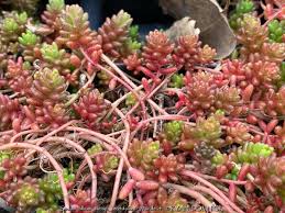Image result for Sedum album `Coral Carpet`