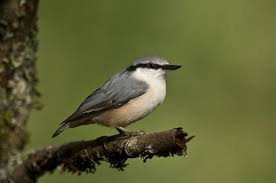 Image result for Sitta europaea