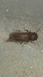 Attēlu rezultāti vaicājumam “Priobium carpini”