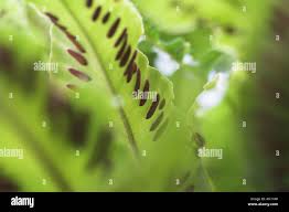 Attēlu rezultāti vaicājumam “Siphoptychium violaceum spores”