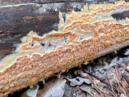 Attēlu rezultāti vaicājumam “Leucogyrophana mollusca”