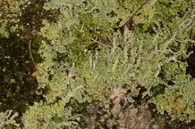 Attēlu rezultāti vaicājumam “Cladonia squamosa”