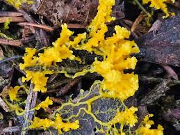 Attēlu rezultāti vaicājumam “Physarum straminipes sessile”