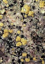 Attēlu rezultāti vaicājumam “Cliostomum corrugatum”