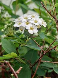 Attēlu rezultāti vaicājumam “Spiraea chamaedryfolia flower”