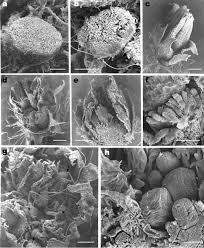 Attēlu rezultāti vaicājumam “Cephalozia bicuspidata sporophyte”