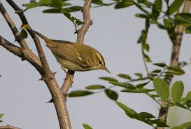 Attēlu rezultāti vaicājumam “Phylloscopus trochiloides”