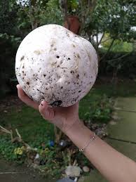 Attēlu rezultāti vaicājumam “Langermania gigantea”