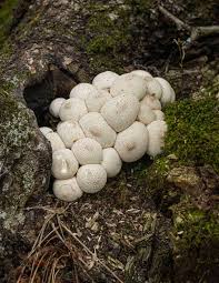Attēlu rezultāti vaicājumam “Lycoperdon pyriforme young”