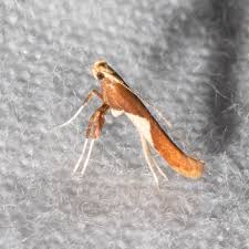 Attēlu rezultāti vaicājumam “Caloptilia stigmatella”