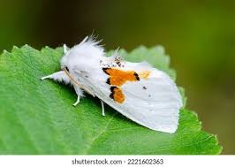 Attēlu rezultāti vaicājumam “Leucodonta bicoloria”