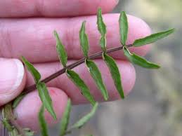 Image result for Rorippa nasturtium-aquaticum