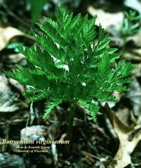 Attēlu rezultāti vaicājumam “Botrychium virginianum”