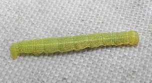 Attēlu rezultāti vaicājumam “Agriopis leucophaearia”