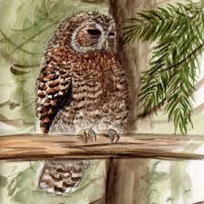 Attēlu rezultāti vaicājumam “Strix aluco female”