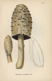 Attēlu rezultāti vaicājumam “Coprinus comatus”