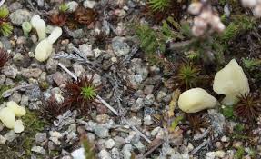 Attēlu rezultāti vaicājumam “Clavaria argillacea”