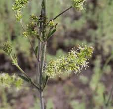 Attēlu rezultāti vaicājumam “Silene borysthenica”
