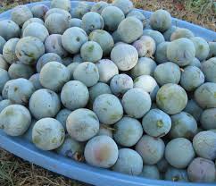 Attēlu rezultāti vaicājumam “Prunus domestica subsp. domestica fruit”