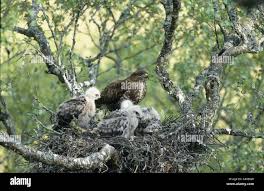 Attēlu rezultāti vaicājumam “Buteo buteo nest”