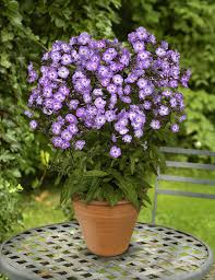 Image result for Phlox paniculata `Sweet Summer`