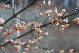 Attēlu rezultāti vaicājumam “Euonymus europaeus bud”
