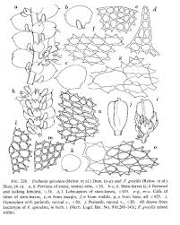 Attēlu rezultāti vaicājumam “Frullania fragilifolia”