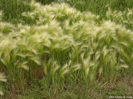 Attēlu rezultāti vaicājumam “Hordeum jubatum”