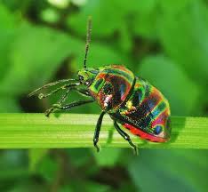 Attēlu rezultāti vaicājumam “Scaphisoma sp.”