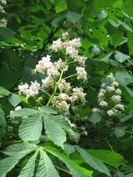 Attēlu rezultāti vaicājumam “Aesculus hippocastanum flower”