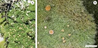 Attēlu rezultāti vaicājumam “Coenogonium pineti”