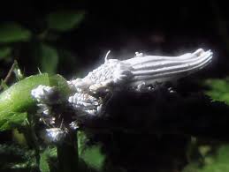 Attēlu rezultāti vaicājumam “Orthezia urticae”