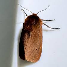 Attēlu rezultāti vaicājumam “Phragmatobia fuliginosa imago”