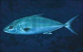 Image result for Seriola dumerili