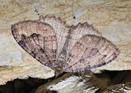 Attēlu rezultāti vaicājumam “Triphosa dubitata”