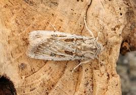 Attēlu rezultāti vaicājumam “Agrotis ripae larva”