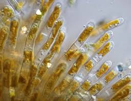 Attēlu rezultāti vaicājumam “Populus x lettland”