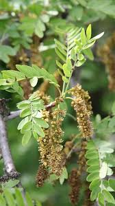 Attēlu rezultāti vaicājumam “Gleditsia triacanthos fruit”