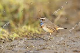 Attēlu rezultāti vaicājumam “Luscinia svecica adult”