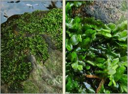 Attēlu rezultāti vaicājumam “Chiloscyphus polyanthos”