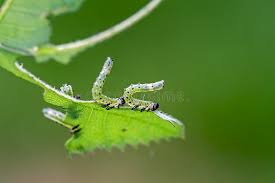 Attēlu rezultāti vaicājumam “Tenthredo scrophulariae larva”